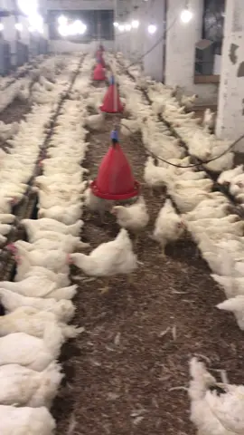 #veterinaria #poulatryfarm #بيطريه #دواجن_الوطنية #بيطريه #بيطري #دواجن_الوطنية #مزارع #دواجن_ #الشعب_الصيني_ماله_حل😂😂 