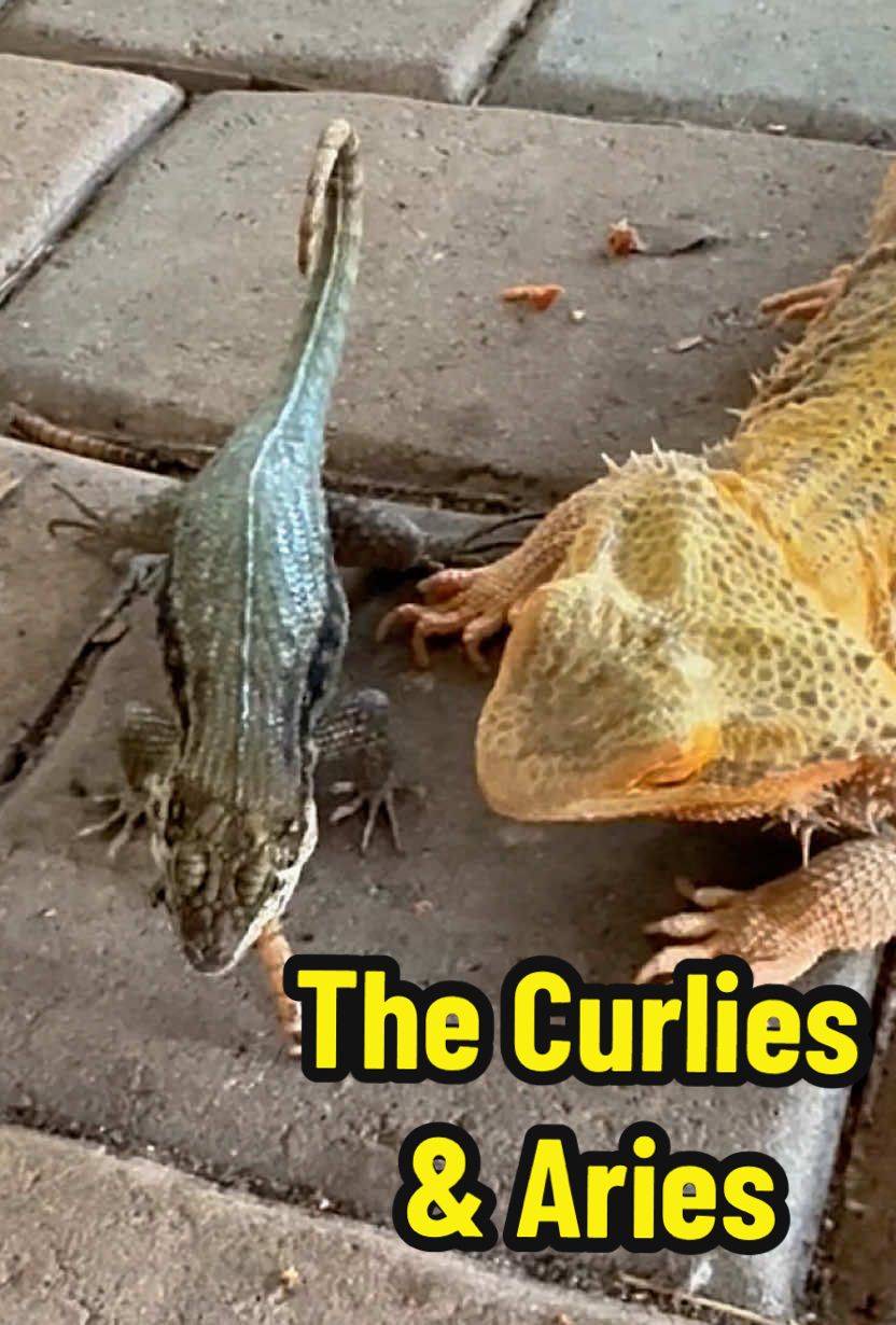 #curlytail #beardie #curlytaillizards #lizard #cuteanimals #beardiesoftiktok #jurassic #funnyanimals #reptilesoftiktok #minidino #lizardlove #reptile #foryoupage #jurassicpark #naturelover #prehistoric #thelizardwhisperer #fyp #beardeddragon #natureisbeautiful #floridalife #lizardsoftiktok #smallwonder #babyanimals #lizardlady #crazylizardlady #wildflorida #meditation #beardeddragonsoftiktok 
