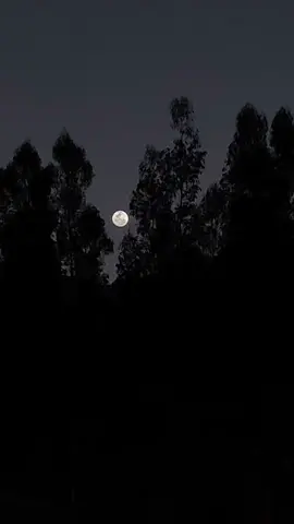 Se me va la voz - Alejandro Fernández  Cómo duele, hoy Hoy te extraño más que nunca  Y no estás aquí  Lentamente, hoy Me va causando tanto daño Que no se vivir #paisajeshermososconmúsica #paisajesnaturalesconmúsica #música #paisajeaesthetic #tavi_sptia #lunallena #noche #letrasdecanciones #lyrics #semevalavoz #alejandrofernandez #tendencia 
