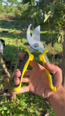 Gunting pruning berkualitas tapi murah.   #guntingpruning #pruningbonsai #guntingdahan #fyp 