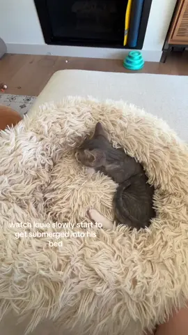 #fyppppppppppppppppppppppp #fypシ #fyp #catsoftiktok #foryou #cat #blowthisup #2monthsold #baby #