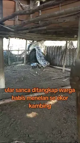 ular sanca  #tiktokviral #monetisasi #fyp #ularsanca #vidiofiral 