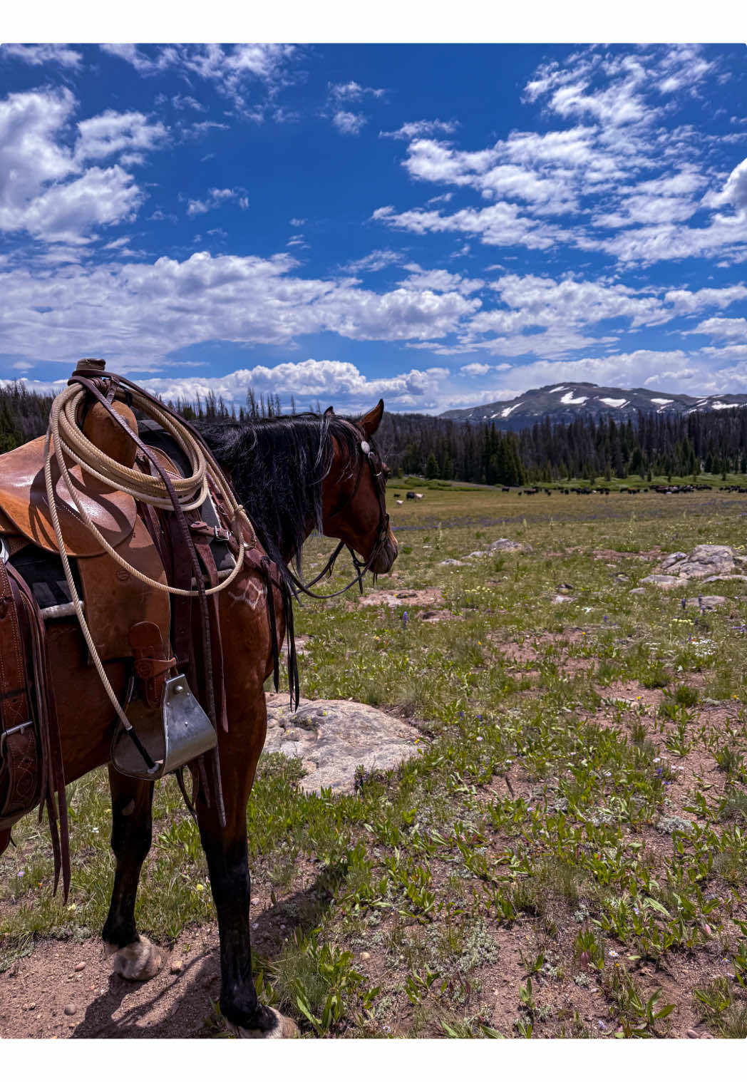 Dreams hurt less🤝🏼 #fyp #fypシ #cowgal #wyoming #windriverrange #dreaming #livinginmydreams #neverfallinlove 