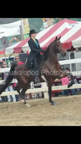 TikTok do your thing ! #saddlebred #horses #horsesoftiktok #saddleseat #pennsylvania #searching #pleaseshare #viral 