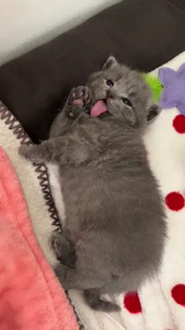 Oh my shayla Rexy😻 #cat #kitten 
