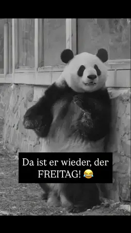 #freitag #grüsegehenraus #abfahrt #ticktok #🤘 #spassmussseinleute #tiktok_india #fyppppppppppppppppppppppp #fypdonggggggg #asosalleseasy #fyyyyyyyyyyyyyyyy #fy #fyp #foryou #fypシ゚ #fypツ #Irrenhaus #fyppp #🤣🤣🤣 #fy #Wochenende #hochdiehändewochenende #