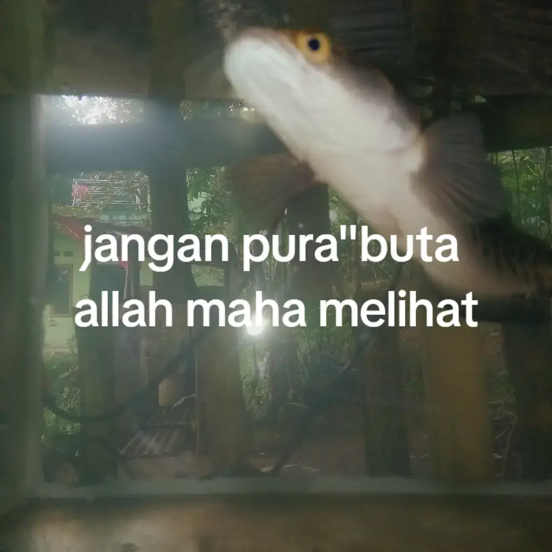 free palestina#palestine #savepalestine #masukberandafyp 