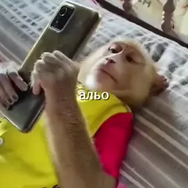 #allt9yko #awake #обезьянки #брадки #бибизяны #монкепон #funnymonkey | альо,до📱🐒☀️