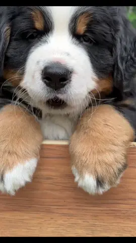 Nos petites merveilles 🩷💙! #chiot #chiots #quebec #saguenay #eleveurcanin #eleveurethique #elevage #bouvierbernois #bouvier #bernesemountaindog #bernese #chiotbouvierbernois #compagnonpourlavie #chiens #chien 