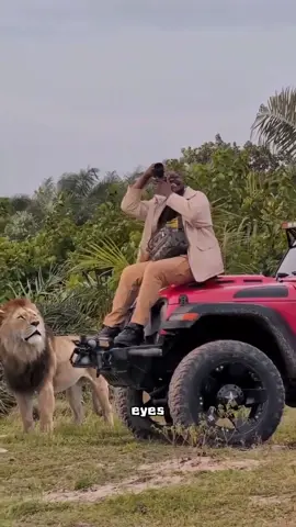 Lion fact #tiktok #foryou #animals #lion 