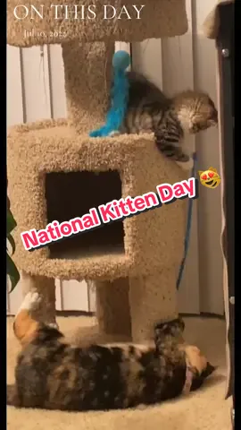 🎉 It’s #NationalKittenDay and I’m taking it back to the time Luna found her forever home with us🐾💛 She was just a tiny ball of fluff, rescued and welcomed with open paws by her new best friend, Harley. Watching them bond reminds me: friendship comes in all forms, and sometimes with whiskers 🐱💕 “You’ve Got a Friend in Me” playing in the background hits even harder when it’s real. 💫.                                          🐾 Rescue. Love. Repeat. ✨ Follow for more heartwarming moments with Harley, Rocco and Luna! 🐾                             #NationalKittenDay #CatRescueStory #YouveGotAFriendInMe #KittenLove #RescueCatsOfInstagram #CatsoftheInternet #calicocat #mainecooncat #AdoptDontShop #WholesomePets #PetReels #CatVideoOfTheDay #CatMomLife #KittensOfInsta #ViralCats #FurBabies #FYP #ForYouPage #ForYou 
