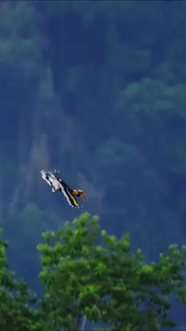 Capturing the rare moment, majestic Great Hornbill soars freely through the lush rainforests of Yingjiang County, Yunnan Province! With its vibrant yellow beak and striking wings, this national first-class protected species is a true wonder of nature. Gliding effortlessly over the emerald canopy, it brings a sense of wild freedom and cool serenity. This summer, let's follow the Great Hornbill and 'glide' into the green mountains of western Yunnan for a refreshing escape! #WildChina #Nature #GreatHornbill #Yunnan #ExploreChina #Biodiversity #Conservation