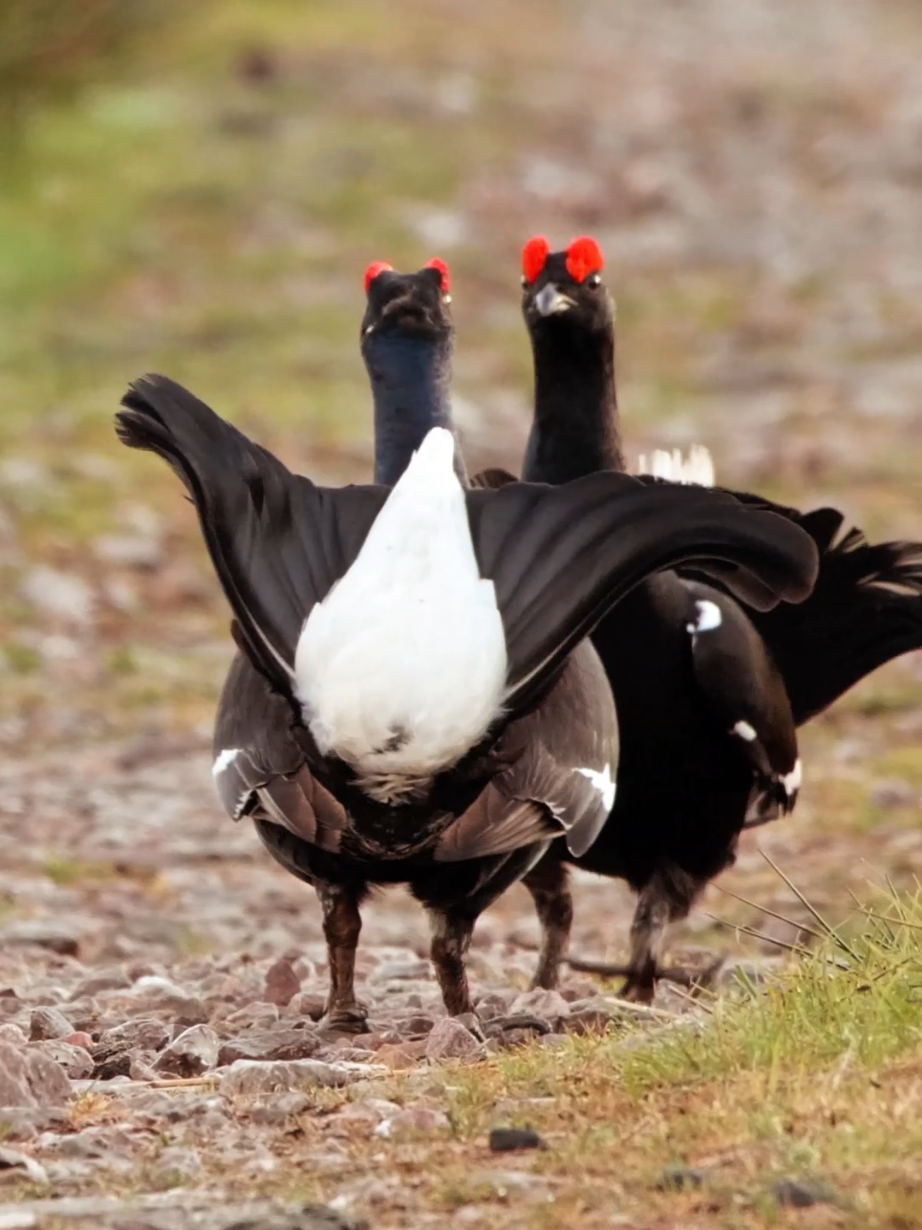 The Black Grouse (Lyrurus tetrix) is a medium-sized gamebird found across Europe and Asia, inhabiting moorlands, forest edges, and open grasslands. Males (blackcocks) are striking with glossy black plumage, white wing bars, and a distinctive lyre-shaped tail, while females (greyhens) are mottled brown for camouflage. Known for their lekking behavior, males gather at dawn in spring to perform competitive displays—fluffing feathers, fanning tails, and making bubbling calls—to attract females. They feed on buds, shoots, berries, and insects. Though still widespread, habitat loss has led to declining numbers in some regions. The species is a symbol of healthy moorland ecosystems. #blackgrouse #birds 