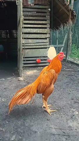 Barata sehat selalu kesayangan 😊