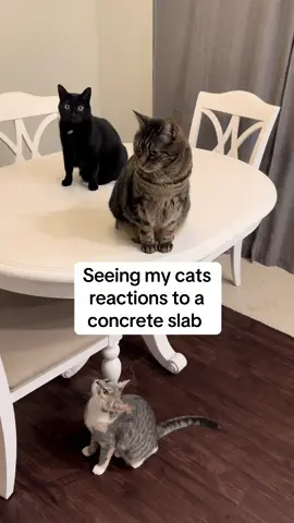 I should have bought 3 😂 #foryou #foryoupage #cats #catsoftiktok #viral 