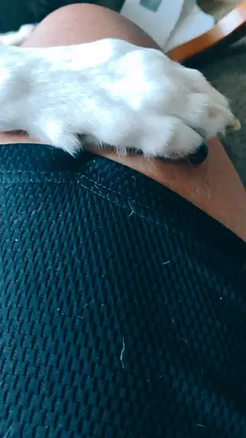 a girl and her dog 