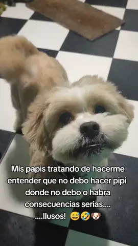 Iluuuuusos .... 😅🤣 #humor #perritos #amorperruno #perrihijos #adopcionresponsable #peluditos🐶 #goofy #adoptanocompres🐾 