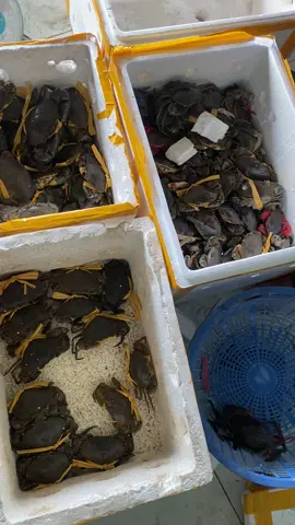 Cua đi các tỉnh 🦀, khách muốn sỉ&lẻ liên hệ em nha !! #cuacamau #69camau 