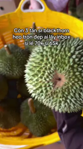 Còn 3 tấn sr blackthorn heo tròn đẹp ai lấy inbox #sầuriêng #musangking #sầu #sầu_musang_kinh #sầuriêngri6 #sầuthái #saumusangking #blackthorn @Lee Duong @ngocloc84 @Sầu Riêng Miền Tây 