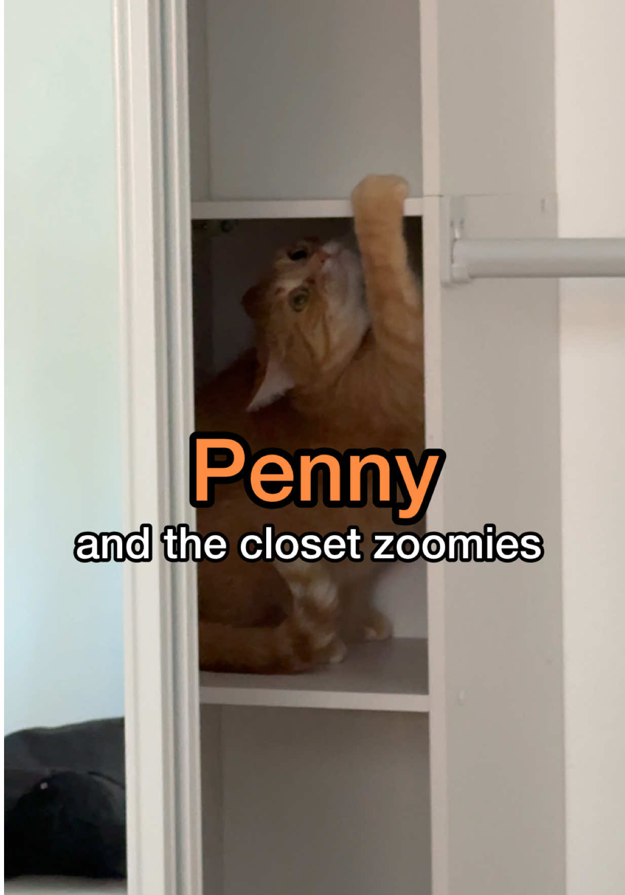 it’s not about how the ginger cat zoomies start… but rather how they end 