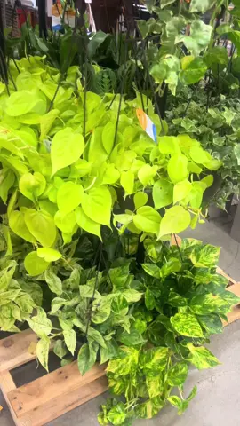 Sis, Just buy the plant! #plantmama #PlantTok #TikTokLearningCampaign #houseplants #philodendron 