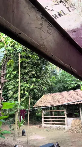 #c70jogjastyle #csxfactorymuffler 