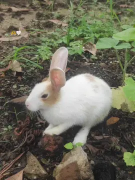 ချစ်စရာယုန်လေး 🫶🤍#tiktok #fpyシ #fouryou #rabbit 