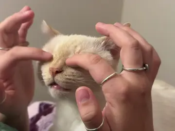 Volume up for ✨purrrrrs✨#cats #cat #fyp #catsoftiktok #baby 