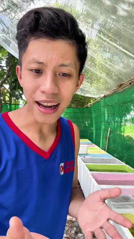 Xử lý tình trạng cá hẹo rai rai bằng sweep #hobienaquafarm #cacanh #thuysinh #sweep 