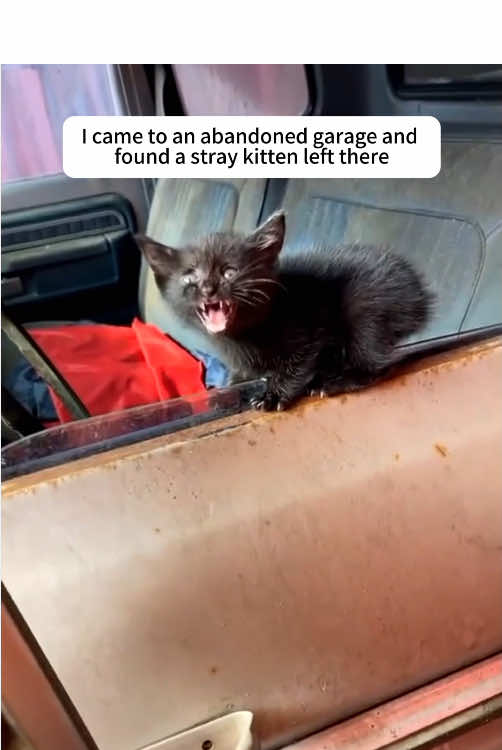 I came to an abandoned garage and found a stray kitten left there #kitten #cat #anime #rescue #save #fyp #foryoupage 