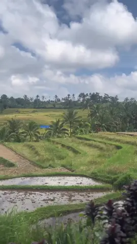 ngopi pagi di subak ☕️ #kopibali #alamkopibali 
