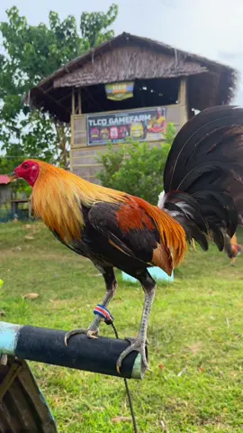 Pumpkin hatch🐓 (8months) #ASMR #TLCOGFB #fyp #FarmLifeASMR #trending #Manokniidol #farmdaily #pinoyfarm #qualitybird #farmview #DailyRoutine 