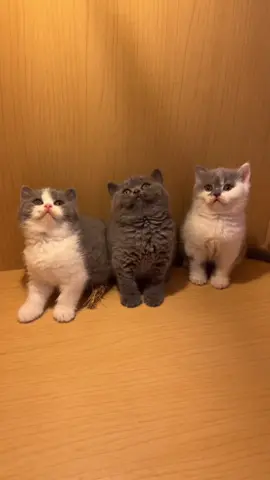 Sisa 1 ya onty angkel bicolor kanan😍😘#fyp #kucinglucu #kucingtiktok11 #catlovers #kitt #kittensoftiktok #guh #fryp #fypage 