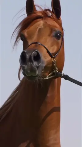 #horse #arbianhorse 
