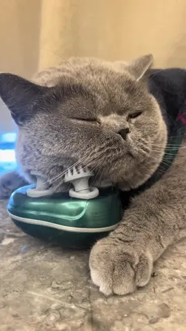 Quá đã😍😍 #meomeo #meodethuong #meocute #meodangiu #xuhuong #xuhuongtiktok #trending #viraltiktok #maymassagedauchomeo 