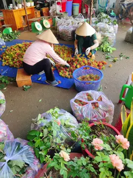 ✅✅✅Lên đơn chôm chôm cuối tuần khách ơi  Nay giá hạ nhiệt cho biếu tặng làm quà vip lắm nha😀 Hàng to #75k/5kg Khách lấynhắn e nha😀 Khách ở xa e nhận ship theo chành xe nhé 😀Sỉ ib e