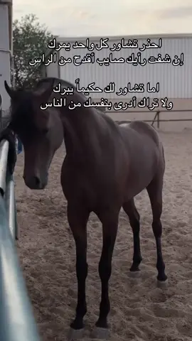 #خيل_وخياله🐎 #خيل_عربي #خيل_وخياله🐎🖤ماشاءالله_اللهم_بارك🧿♥️ #اقتباسات_عبارات_خواطر🖤🦋❤️ #اقتباسات #تصميم_فيديوهات🎶🎤🎬 #تصميمي❤️ #هاشتاقات_تيك_توك_العرب #تيكتوك_عرب #viral #fyp #ستوريات #تيك_توك_اطول #هاشتاك #مليون_مشاهدة❤ #جزل_الابيات 
