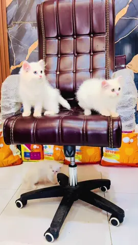#petsforyou #petslover #pets #cat #kittenlove #kitten #catlovers #cats #Lahore #trending #petforyouofficial #petsforyoupage #foryoupage #fyp #viral #foryou 