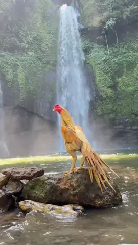 antara ayam dan alam. #fyp #ekorlidi #elid #animals #animal #nature 