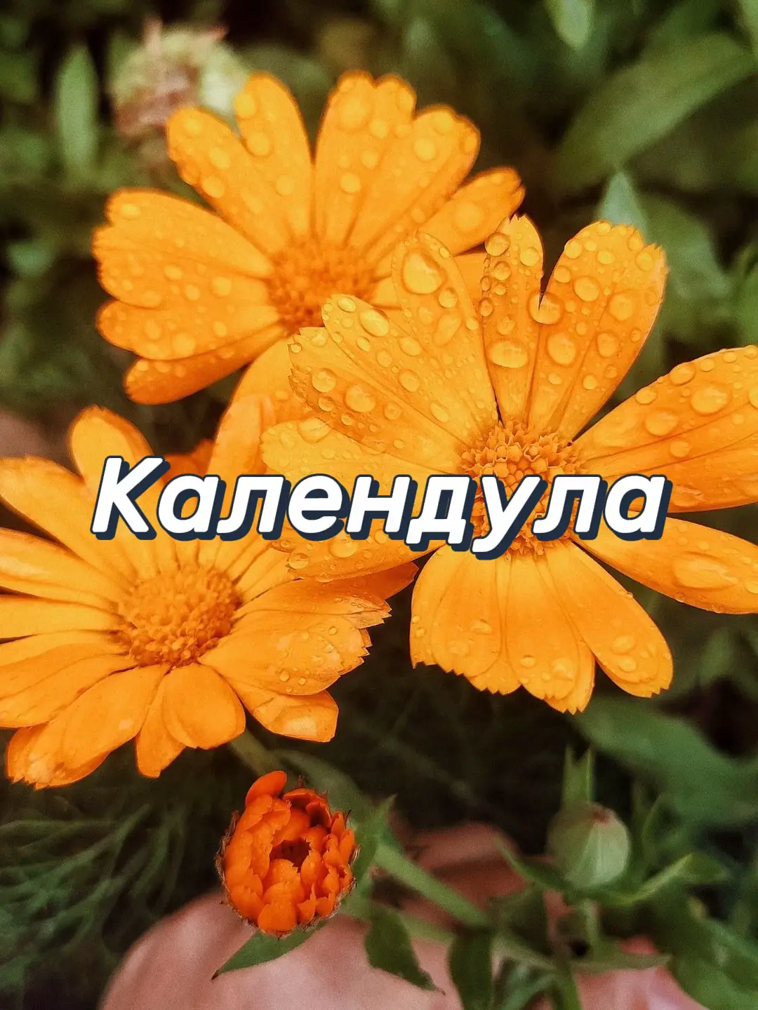 1. Загальна інформація 	•	Рослина яскравого помаранчевого або жовтого кольору, квіти відкриваються і закриваються залежно від сонячного світла. 	•	У багатьох культурах календула пов’язана із сонцем, світлом, життям та відродженням. 	•	Відома як цілюща і магічна трава, яку часто використовують і як оберіг, і в лікувальних цілях. 2. Символіка і магія 	•	Сонце і світло — символізує життєву силу, енергію, тепло, життєвий шлях. 	•	Захист — календула створює невидиму бар’єрну захисну енергію, відганяє негатив. 	•	Любов і пристрасті — активізує почуття, гармонізує стосунки. 	•	Відродження і зцілення — в магії використовується для відновлення внутрішньої сили. 	•	Відганяє пристріт, порчу, а також захищає від негативних заклять і псування. 3. Магічні властивості 	•	Очищення простору: сушені квіти розкладають по кутках кімнати або кладуть у вогонь, щоб очистити від злих впливів. 	•	Захисні амулети: висушені квіти або настоянку використовують для зарядження оберегів. 	•	Заклинання на удачу: додають квіти календули в спеціальні мішечки або зілля для притягнення успіху. 	•	Любовна магія: використовують для посилення почуттів або залучення кохання. 	•	Ритуали на здоров’я: настої і відвари у вигляді обмивань або примочок допомагають посилити енергетику зцілення. 4. Практичне використання в магії 	•	Настоянка: квіти настоюють на горілці або якісному спирті 2-3 тижні, використовують для обрядів очищення, обкурювання, підживлення енергією. 	•	Сухі квіти: кладуть під подушку, у кишені, в мішечки-захисти, роблять з них амулети. 	•	Відвари: застосовують для омивань рук і обличчя перед ритуалами, щоб очистити і підняти енергетику. 	•	Свічки: обв’язують свічку стрічкою з квітами календули або ставлять поруч під час заклинань, щоб підсилити дію. 5. Поєднання з іншими травами 	•	Календула добре поєднується з м’ятою, лавандою і мелісою для любовної магії. 	•	Відновлення та очищення простору посилюється у комбінації з полином і шавлією. 	•	Для захисту можна додати до календули часник і лавровий лист. 6. В фізичній медицині 	•	Використовується для лікування ран, загоєння шкіри, зменшення запалень. 	•	Трав’яні збори з календули мають протизапальну, антисептичну дію. #відьма 