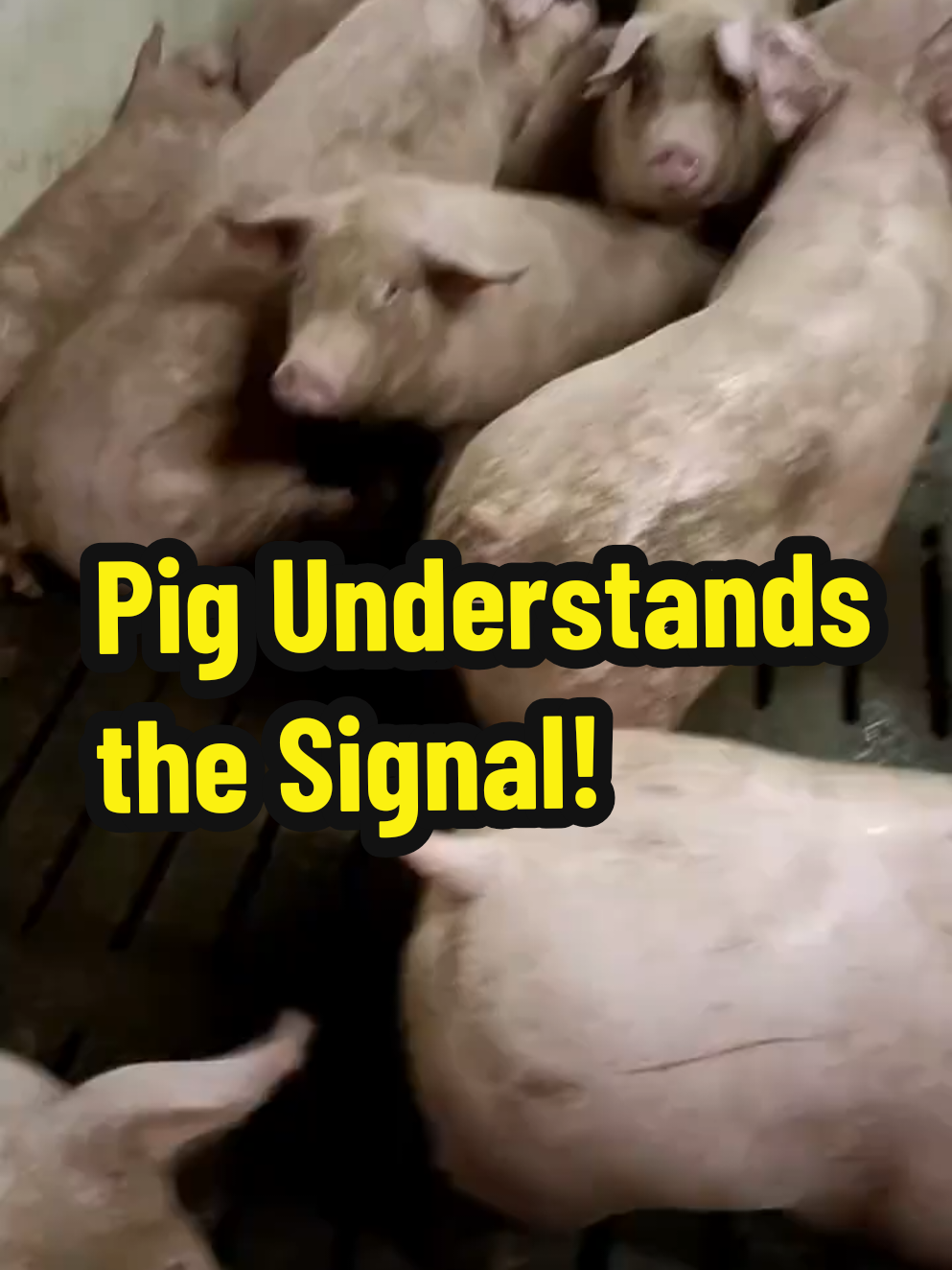 You won't believe this hilarious moment! A group of pigs are just chilling in their pen when the owner points his finger and calls out to one of them, and guess what? The pig actually understands and walks straight to him like a well-trained puppy! This funny and bizarre moment shows animals might just understand more than we think! #FunnyAnimals #SmartPig #UnbelievableMoments #AnimalComedy #PigLife #ViralVideo #FarmLaughs