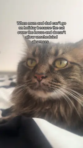 #catsoftiktok #cat #catlover #PetsOfTikTok #pets #cutecat #dailycat #catowner #catfamily #fyp #foryoupagе 