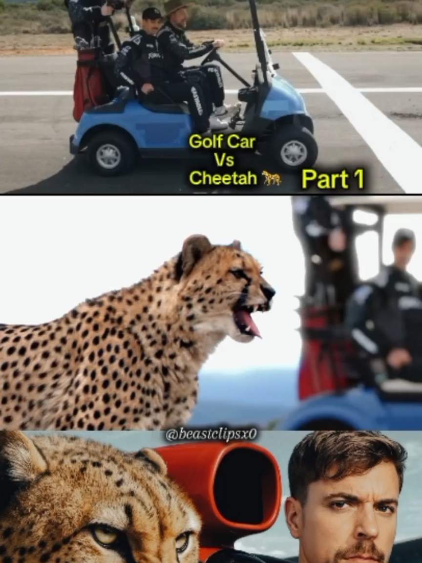 Part 1 Golf car VS cheetah  #fpyツ #foryou #forypupage #virał #mrbeast #sports #challenge #capcut_edit 