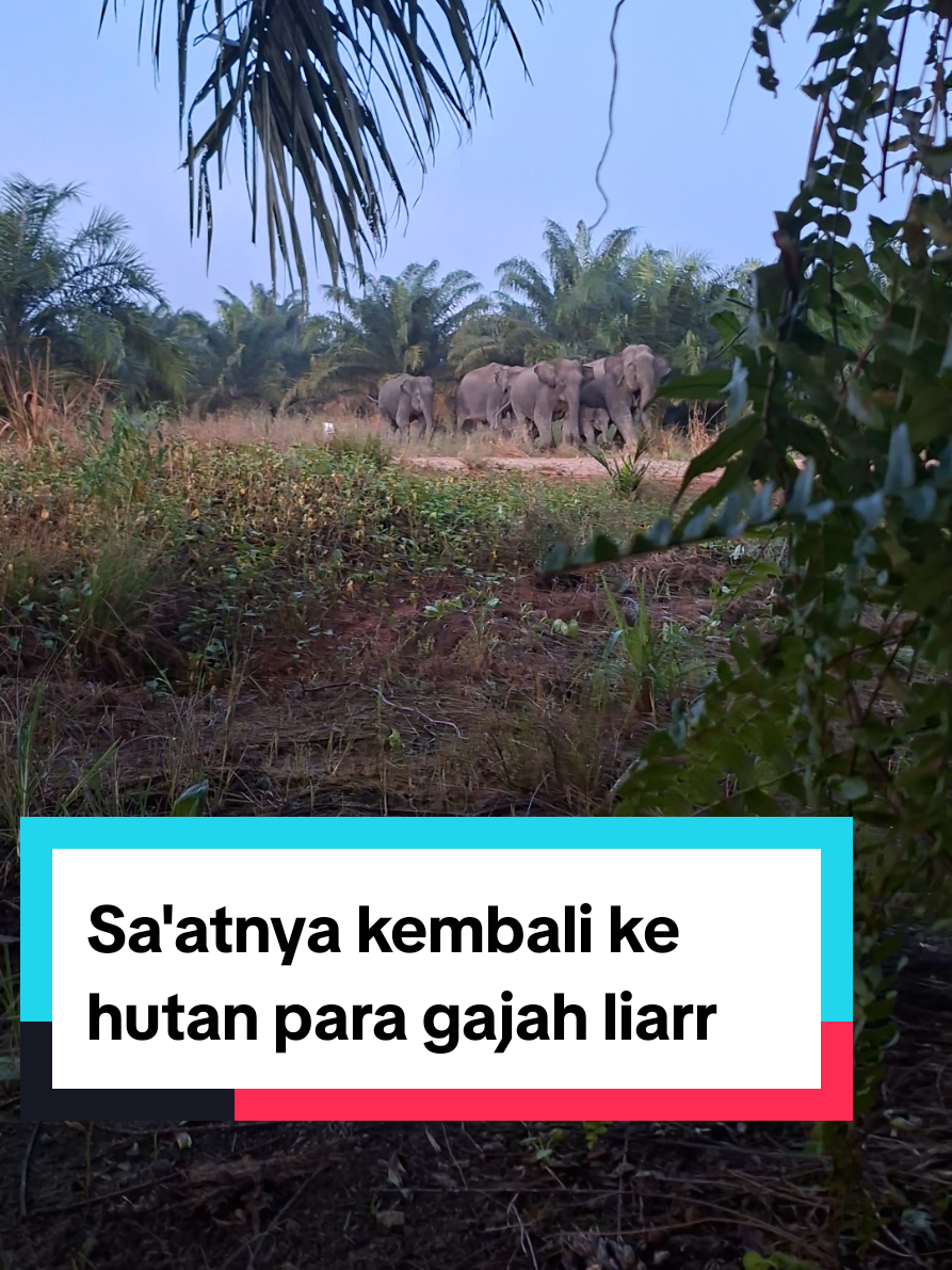 kembali ke hutan#perjalanangajahliar 