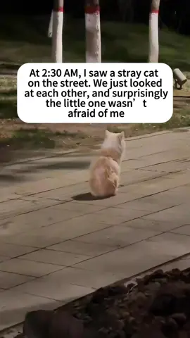 Abandoned cat#cat #cats #catsoftiktok #rescueanimals #rescuecat #rescueanimals #straycat #bonding #pity #heaven #catslovers 💕