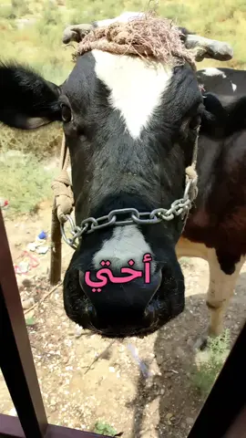 #ههههههههههههههههههههههههه#اختي #ياسري_والهمس#الشعب_الصيني_ماله_حل😂😂 #مجرد_ذووقツ🖤🎼 #شيء 😭🤣