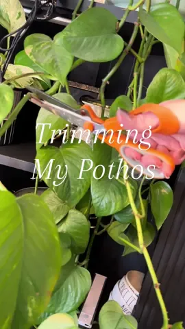 Trim them babies!! Save the cuttings and have more plant babies!! #PlantTok #TikTokLearningCampaign #plantsoftiktok #pothosplant #pothos 
