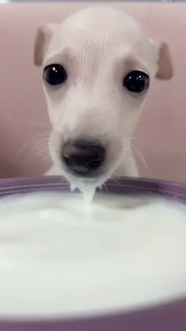 🥛 🥛 🥛  #pet #puppy #dog 