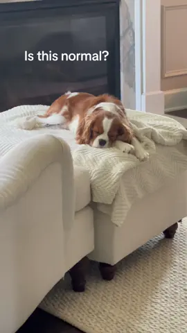 When a dog has a nightmare #doglover #dog #funnydogs #drama #pet #tiktok 