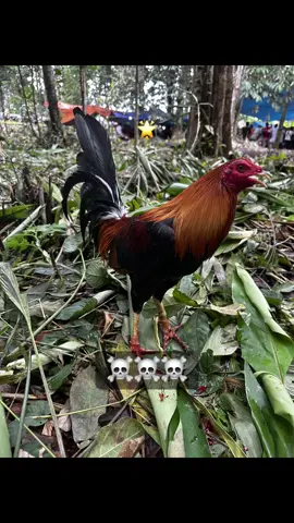 Winner 🏅 🏆 #ayamfilipin🇵🇭 